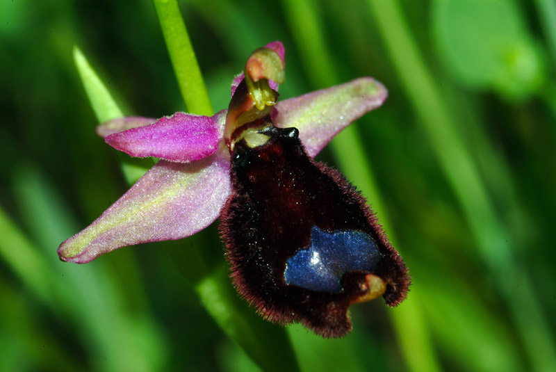 Conferma Ophrys bertolonii subsp. bertolonii 14-05-10